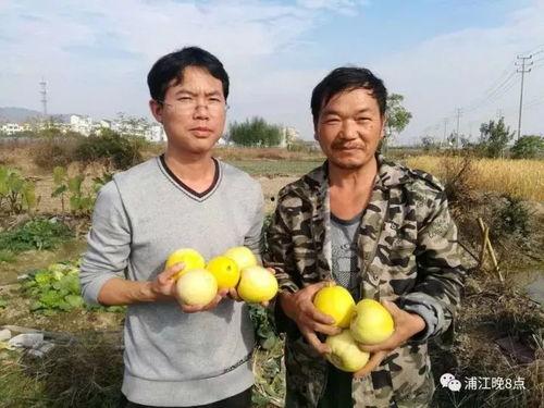 吃瓜群众砀山,吃瓜群众眼中的瓜乡风情