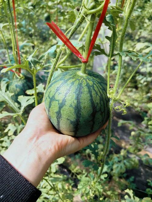 带你吃瓜东北西北,一场味蕾的奇妙之旅