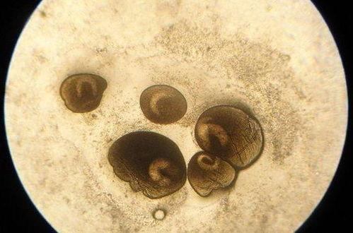 小瓜虫被吃,揭示海洋生物链中的生存法则