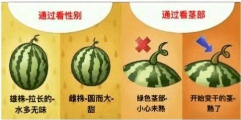 盛夏吃瓜视频全集,盛夏吃瓜视频全集大揭秘