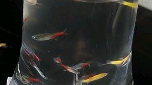 吃瓜好累的视频,网络热梗背后的故事与反思