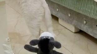 牛马吃瓜视频,一场意想不到的跨界美食盛宴