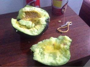 吃瓜带瓤,吃瓜带瓤，口感升级新体验