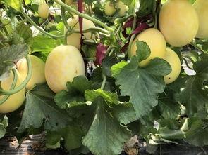 界首吃瓜今日热门事件,揭秘今日热门事件背后的真相