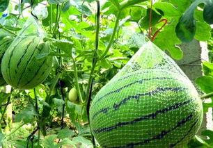 吃瓜群众阳光味道,揭秘瓜界新宠的甜蜜诱惑