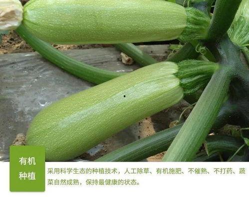 金宝宝吃瓜,揭秘娱乐圈幕后真相