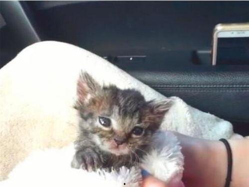 幼猫吃贝贝瓜好吗,幼猫食用贝贝瓜的安全性探讨