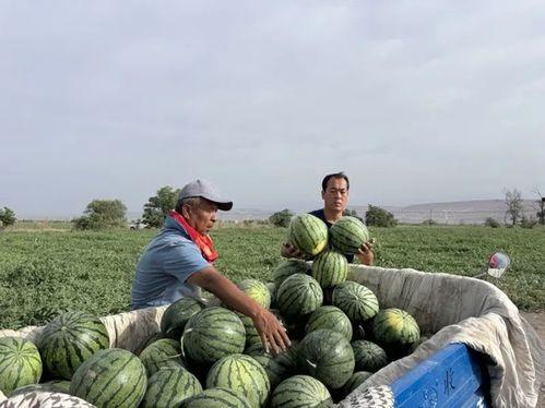 山下湖天天吃瓜,天天吃瓜，乐享生活