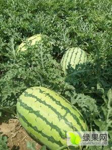 滨州惠民吃瓜事件,一场引发热议的瓜农维权风波