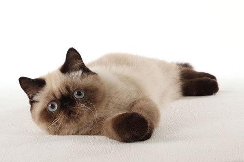 猫吃的瓜尔胶,揭秘猫咪营养新选择