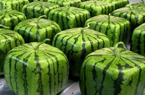 每日吃瓜中国,揭秘娱乐圈热点事件背后的真相