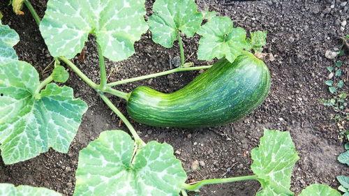 瓠瓜能怎么吃,解锁健康美味新境界