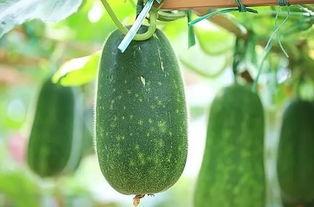 伏天吃三瓜,三瓜助力清凉一夏