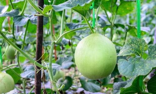 吃瓜嗓子庠,揭秘娱乐圈的酸甜苦辣