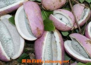 恩施吃瓜门,一场网络舆论的风暴与反思