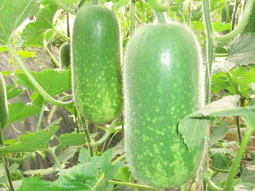 吃瓜卖瓜砍瓜,吃瓜卖瓜砍瓜，揭秘瓜农的智慧与匠心