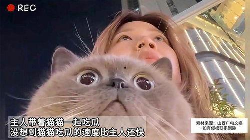 猫吃瓜网址,带你领略猫咪的“瓜界”生活