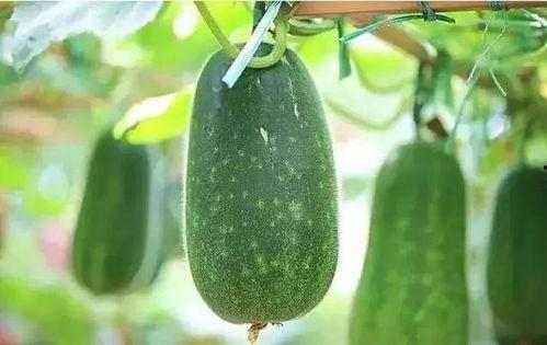 5餐吃瓜,探寻美食与生活的和谐共鸣